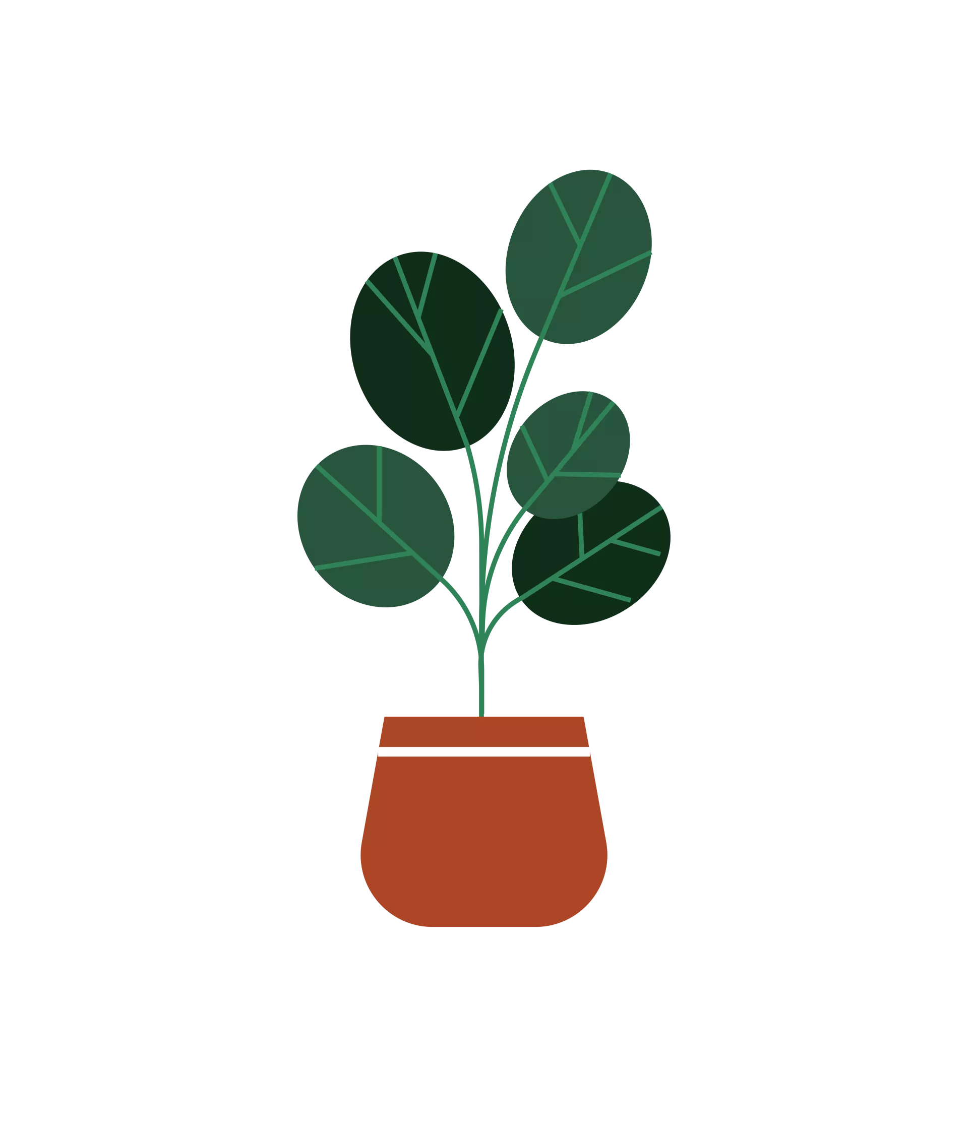 Illustratie van een plant met grote ronde, donkergroene bladen. De plant zit in een bruine pot.