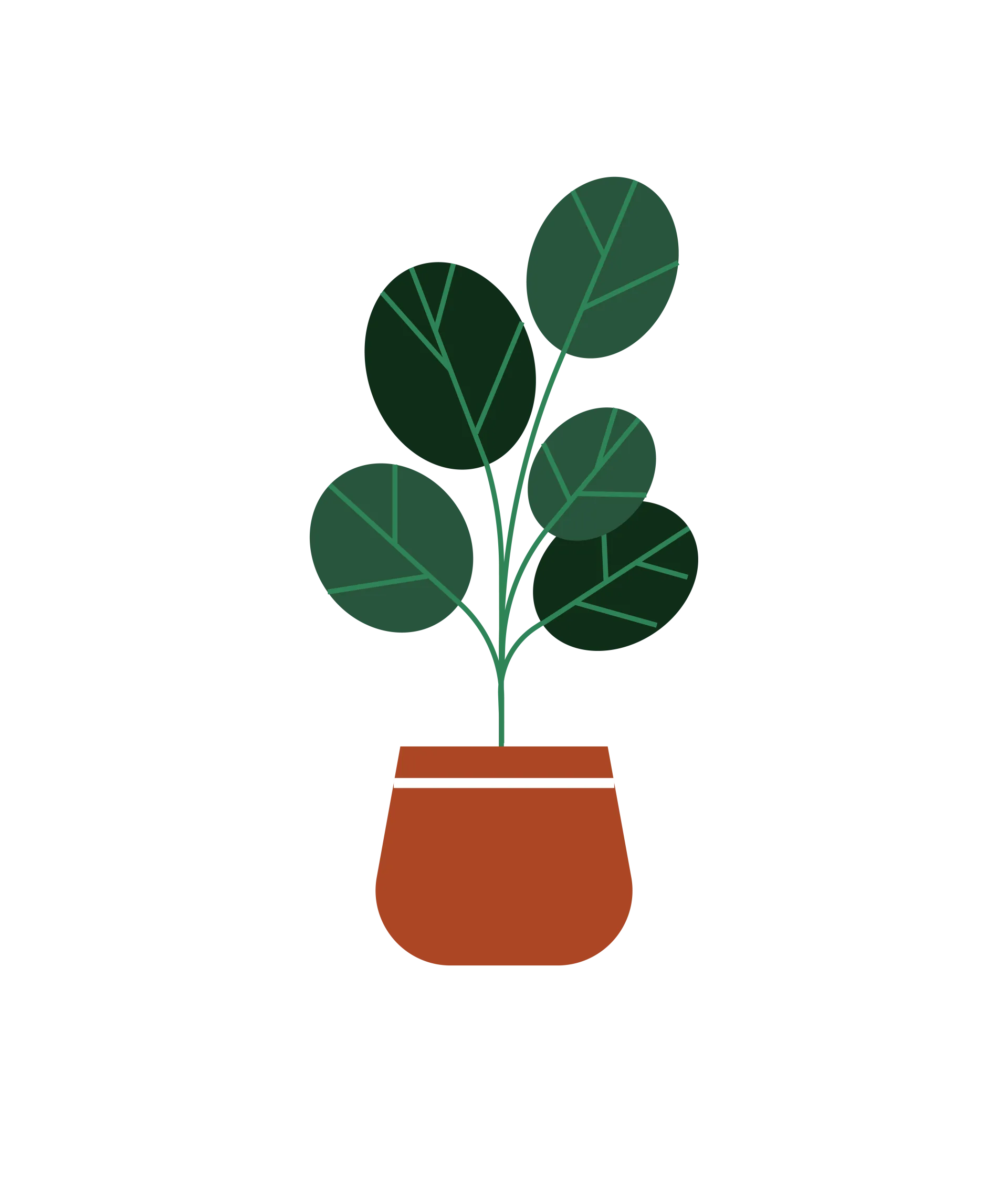 Illustratie van een plant met grote ronde, donkergroene bladen. De plant zit in een bruine pot.